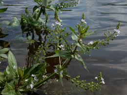 Attēlu rezultāti vaicājumam “Veronica anagallis-aquatica”