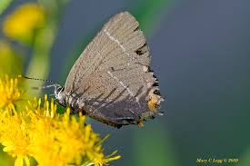 Attēlu rezultāti vaicājumam “Satyrium w-album”