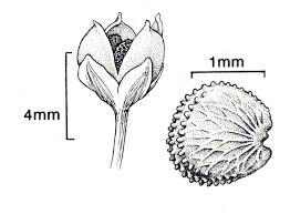 Attēlu rezultāti vaicājumam “Gypsophila paniculata bud”