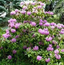 Attēlu rezultāti vaicājumam “rhododendron”