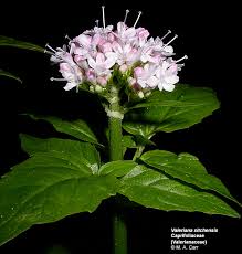 Attēlu rezultāti vaicājumam “Valerianaceae”