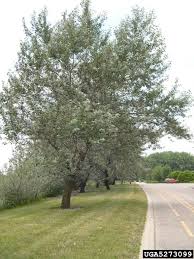 Attēlu rezultāti vaicājumam “Populus alba”