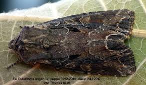 Attēlu rezultāti vaicājumam “Lacanobia suasa”