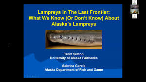 Image result for Lethenteron camtschaticum