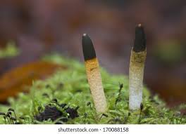 Attēlu rezultāti vaicājumam “Mutinus caninus”