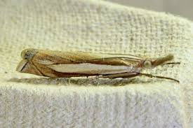 Attēlu rezultāti vaicājumam “Crambus pratella”
