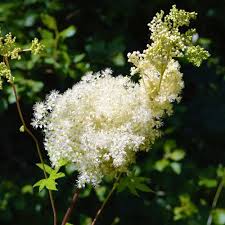 Attēlu rezultāti vaicājumam “Filipendula ulmaria  leaf”
