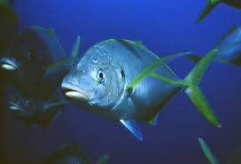 Image result for Pseudocaranx dentex