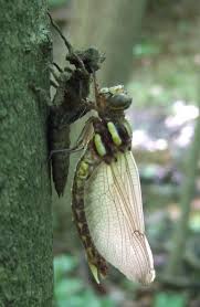 Attēlu rezultāti vaicājumam “Tettigoniodea exuvia”