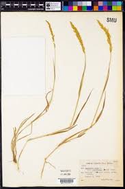 Attēlu rezultāti vaicājumam “Agrostis stolonifera subsp. straminea”