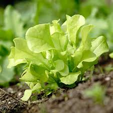 Image result for Pflücksalat