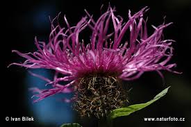 Image result for Centaurea pseudophrygia