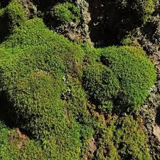 Attēlu rezultāti vaicājumam “Dicranum montanum”