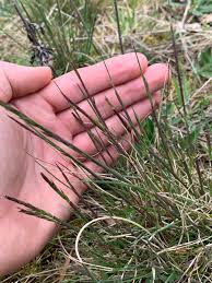 Attēlu rezultāti vaicājumam “Festuca rubra subsp. rubra”
