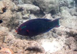 Image result for Scarus niger