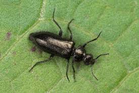 Attēlu rezultāti vaicājumam “Dasytes sp.”