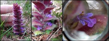 Attēlu rezultāti vaicājumam “Ajuga genevensis”