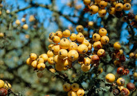 Attēlu rezultāti vaicājumam “Malus x zumi”