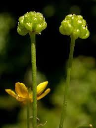 Attēlu rezultāti vaicājumam “Ranunculus cassubicus bud”