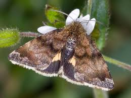 Attēlu rezultāti vaicājumam “Panemeria tenebrata”