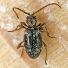 Attēlu rezultāti vaicājumam “Ptinus sp. female”