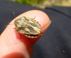 Attēlu rezultāti vaicājumam “Eurygaster testudinaria”