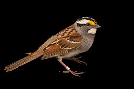 Image result for Zonotrichia albicollis