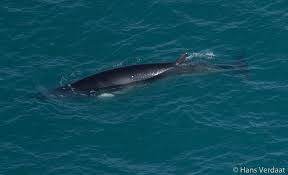 Image result for Balaenoptera acutorostrata