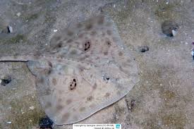 Image result for Raja straeleni