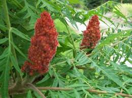 Attēlu rezultāti vaicājumam “Rhus typhina flower”