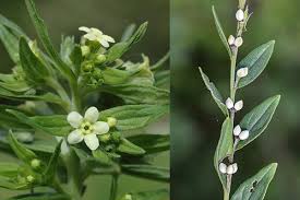 Attēlu rezultāti vaicājumam “Lithospermum officinale”