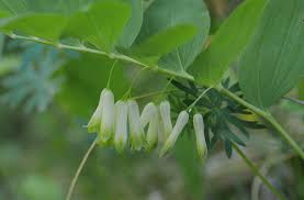Attēlu rezultāti vaicājumam “Polygonatum multiflorum  leaf”