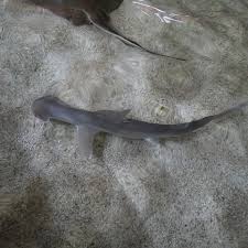 Image result for Sphyrna corona