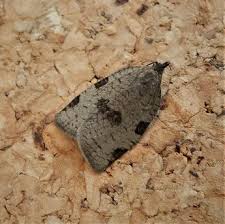 Attēlu rezultāti vaicājumam “Lozotaenia forsterana”