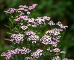 Attēlu rezultāti vaicājumam “Achillea salicifolia flower”
