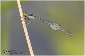 Attēlu rezultāti vaicājumam “Odonata”