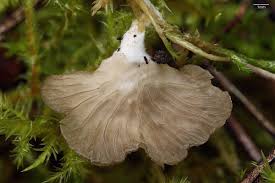 Attēlu rezultāti vaicājumam “Arrhenia spatulata”