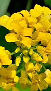 Attēlu rezultāti vaicājumam “Barbarea vulgaris subsp. arcuata”