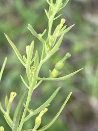 Attēlu rezultāti vaicājumam “Thesium alpinum”