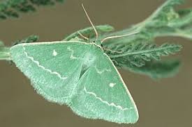 Attēlu rezultāti vaicājumam “Thetidia smaragdaria”