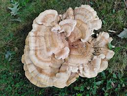 Attēlu rezultāti vaicājumam “Bondarzewia mesenterica”