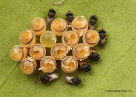 Attēlu rezultāti vaicājumam “Pentatomidae eggs”