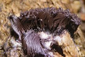 Attēlu rezultāti vaicājumam “Stemonitis flavogenita”