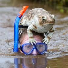 Image result for World Champion Bog Snorkelling Triathlete