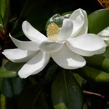 Attēlu rezultāti vaicājumam “Magnolia”