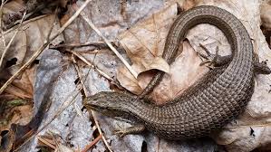 Attēlu rezultāti vaicājumam “Sauria”