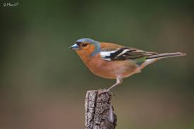 Attēlu rezultāti vaicājumam “Fringilla coelebs”