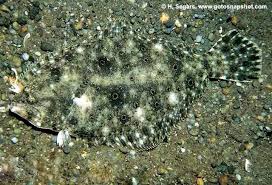 Image result for Paralichthys lethostigma