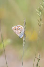 Attēlu rezultāti vaicājumam “Polyommatinae”