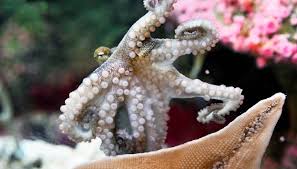 Image result for Stoke Willfield Octopush Club